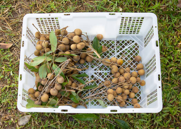 la frutta fresca longan (frutta tropicale deliziosa) è stata raccolta nel giardino biologico nella zona rurale nel nord della thailandia e messa in scatola di plastica bianca (o cesto) dove era su erba verde per la vendita. - sarvis foto e immagini stock