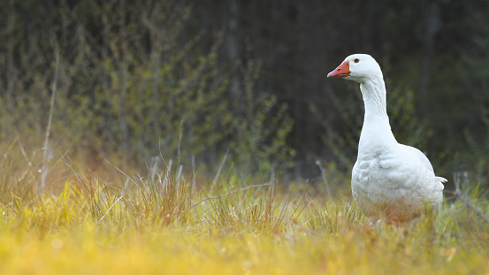 Two white domestic gooses walking on a meadow.