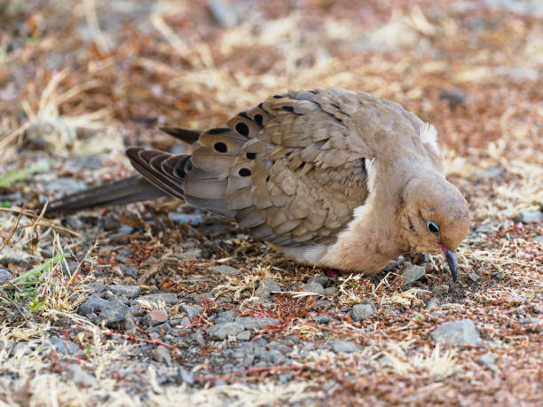 istock Mourning Dove on Ground Eating Oregon Wild Bird 1267018880