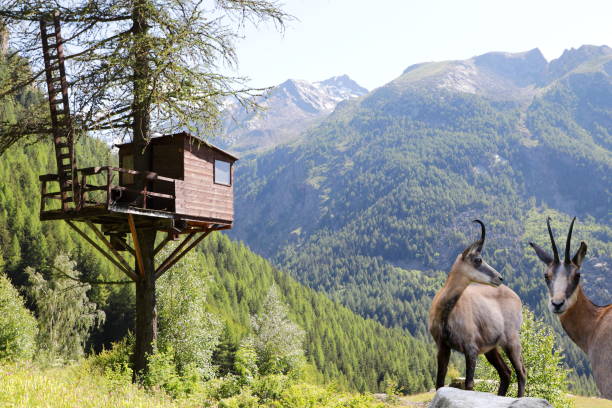hutte de chasse sur un arbre avec la faune - photography sign built structure store photos et images de collection