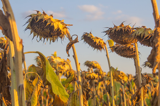 Heads of dry sunflowers in an autumn field at sunset