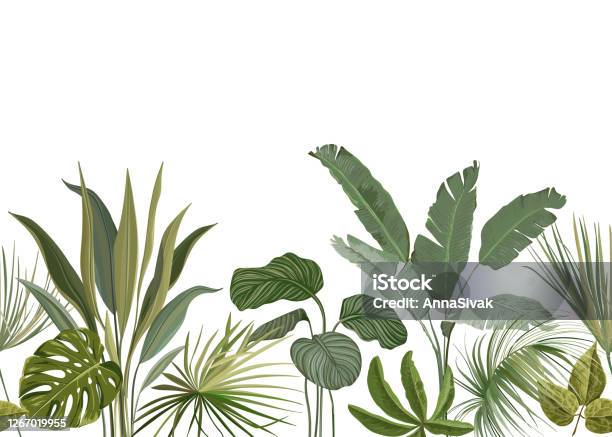 Seamless Tropical Floral Print With Exotic Green Jungle Leaves On White  Background Rainforest Plants Wallpaper Template Nature Textile Ornament  Philodendron Monstera Flowers Vector Illustration Stock Illustration -  Download Image Now - iStock