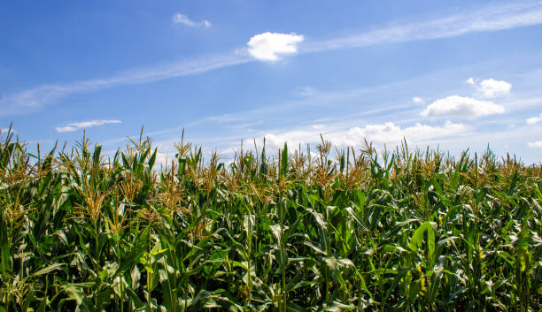 istock Cornfield. Corn leaves against the sky. Peaceful nature. Concept. 1267020093