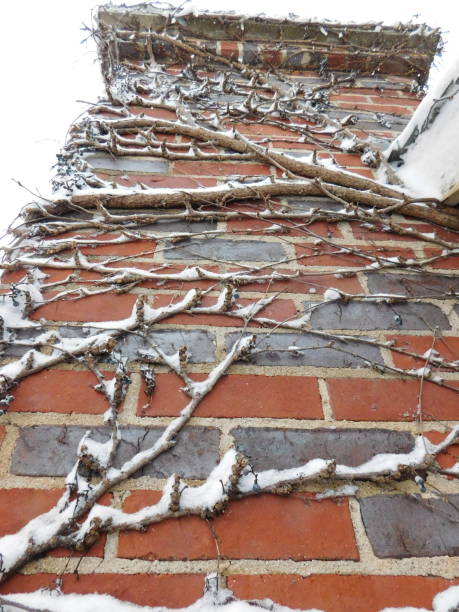 neve aggrappata a una vite che si arrampica sul camino - ivy brick wall vine foto e immagini stock