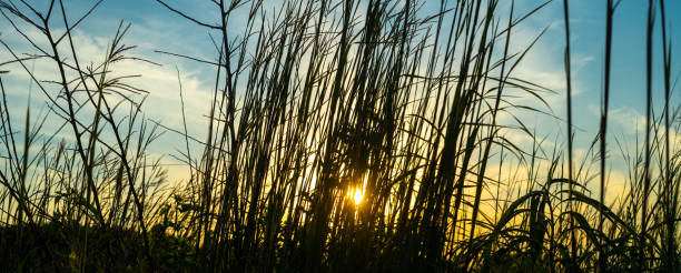 istock Big Bluestem Prairie Grasses 1267020968