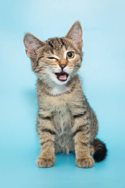 Funny winking kitten Portrait of a funny gray winking kitten, a mongrel on a blue background paw photos stock pictures, royalty-free photos & images