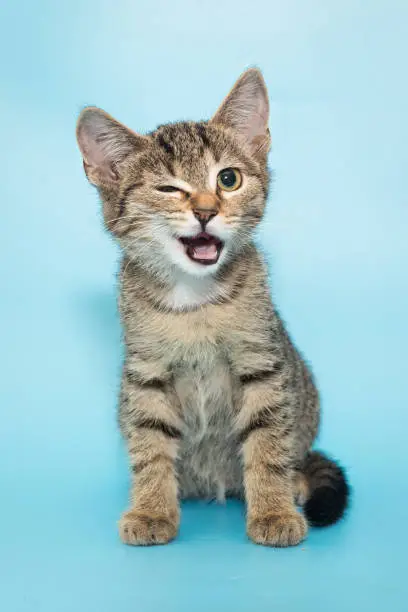 Portrait of a funny gray winking kitten, a mongrel on a blue background