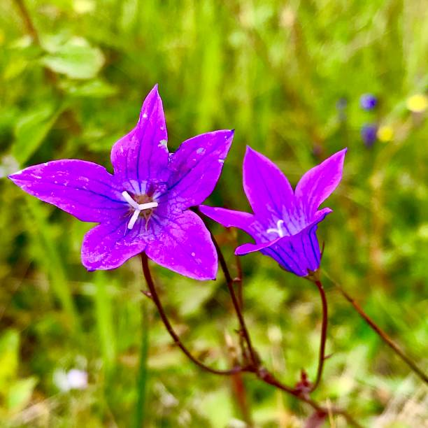 istock Purple flower in the meadow. 1267021106