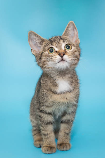 istock Portrait of a beautiful gray tabby kitten 1267021116