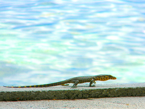 A small lizard is walking on the fence with the sea in the background.