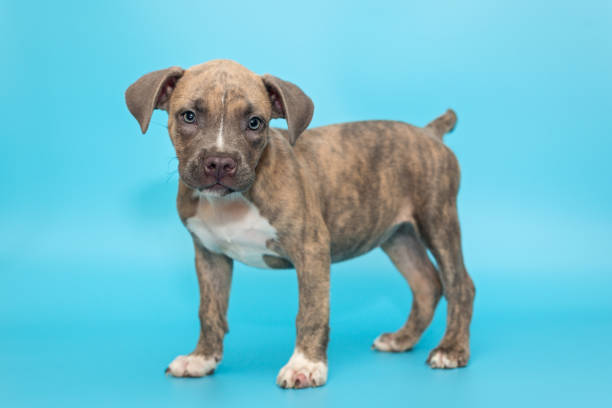 Cute American bully puppy Cute American bully puppy on a blue background american bulldog stock pictures, royalty-free photos & images