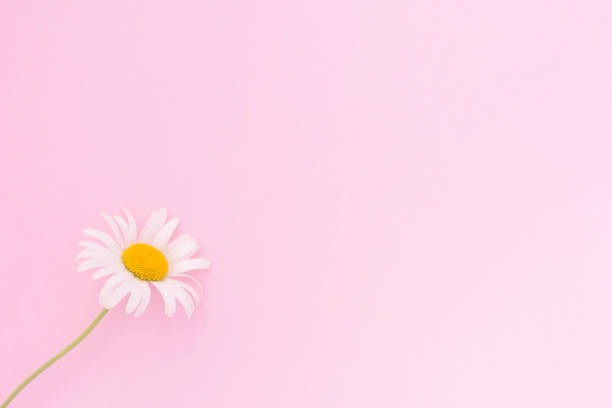 istock Pink background with chamomiles flowers and copy space. Daisy flowers composition. Spring or summer concept 1267023320