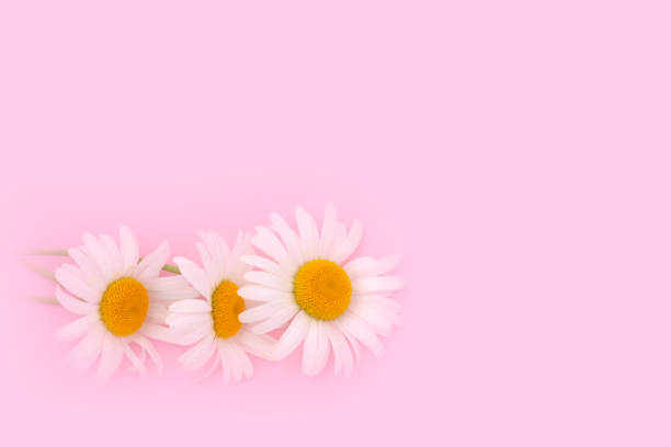 istock Pink background with chamomiles flowers and copy space. Daisy flowers composition. Spring or summer concept 1267023323