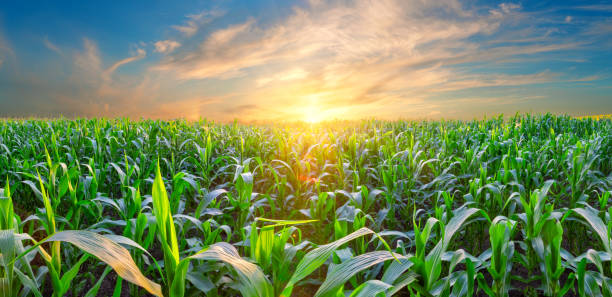 istock Panorama of corn field at sunset 1267023655