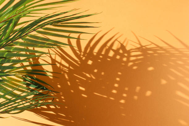 istock Palm leaves and their shadow on an orange background. 1267024709