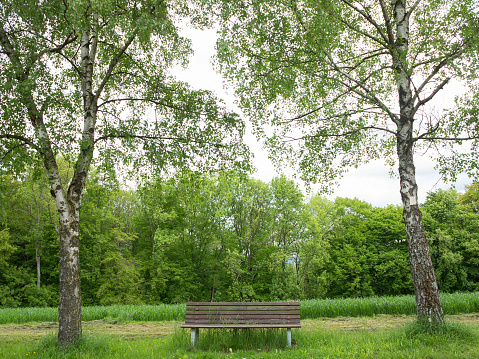 Lonely and empty wooden bench between two tall birch trees