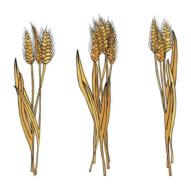 Vector illustration of vector set of cartoon doodle wheat sheaves