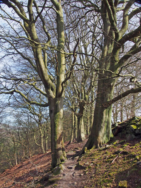 istock path between two tall old beech trees in woodland an a spring morning with sunlight on the branches and blue sky 1267026624
