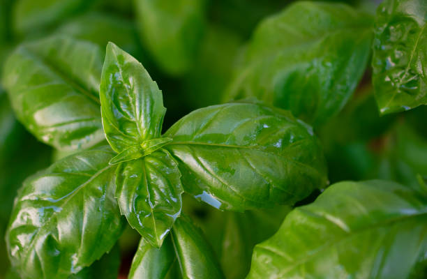 istock Top view of fresh growing basilica leaves 1267027870