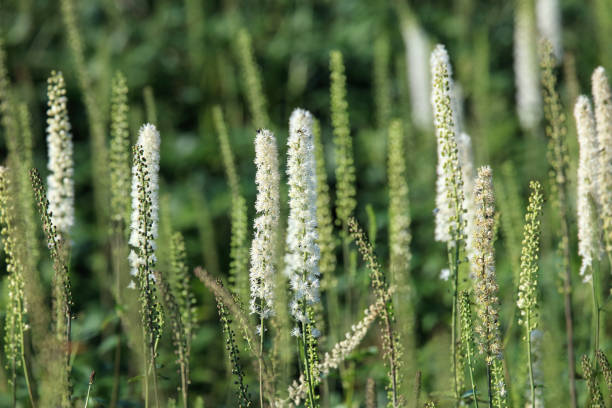 istock alpine plants in Mt.Ibuki,Japan 1267029102