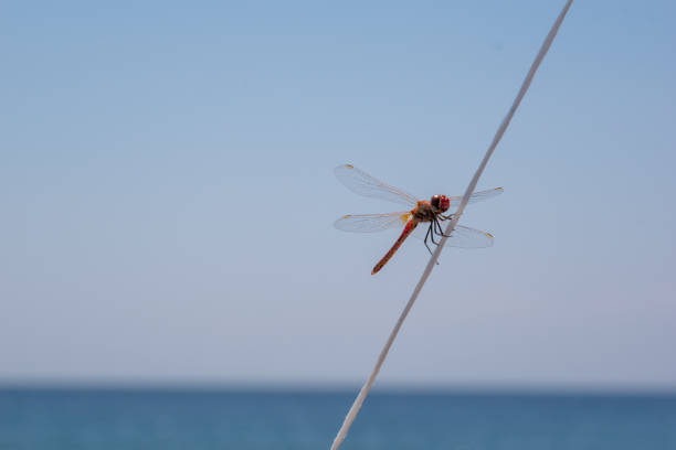 Close-up of dragonfly beetle on a rope. There is a sea view in the blurred background.