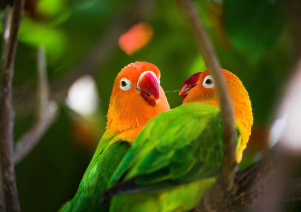 pair of fischer's lovebirds (agapornis fischeri) birds - inseparável de fisher imagens e fotografias de stock