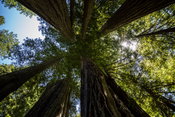 istock Redwood Trees in Redwood National Park 1267031444