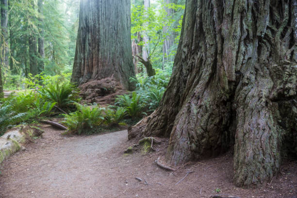 istock Redwood Trees in Redwood National Park 1267031484
