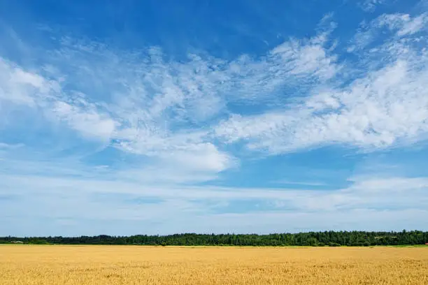 Farmland with yellow wheat in field under blue sky and white cirrus clouds in summer