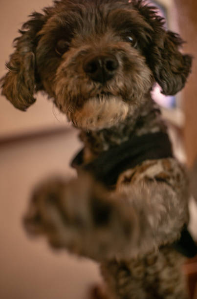 istock a dog pawing on the pedestal 1267031704