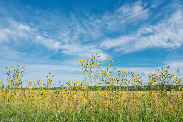 Rural farmland with yellow wildflowers under blue sky and white clouds