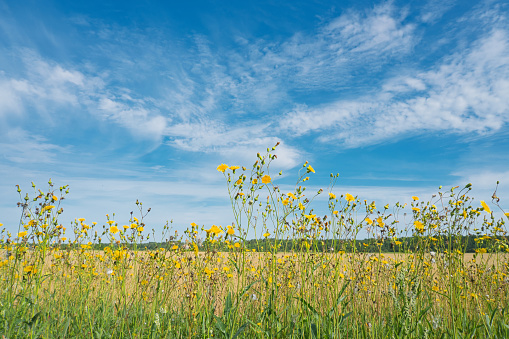In the foreground, a large meadow with dandelions in a hilly landscape with farms, typical of the Black Forest.