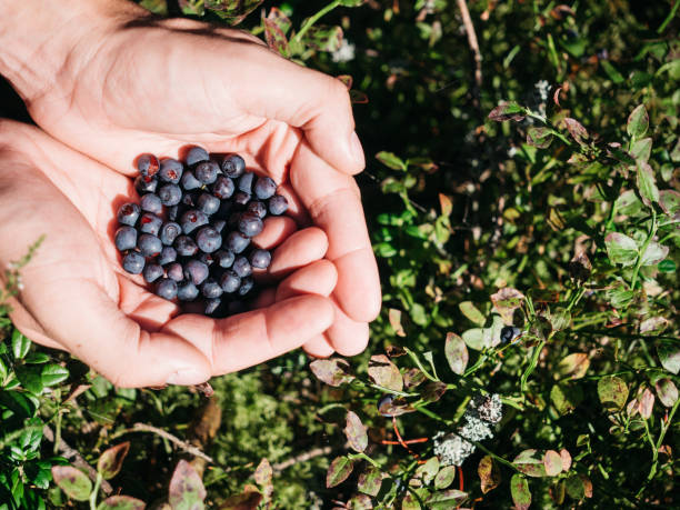 istock Closeup of blueberries in man's hands in forest 1267031974