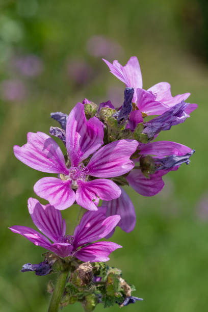 Malloww 900+ Common Mallow Stock Photos, Pictures & Royalty-Free Images - iStock