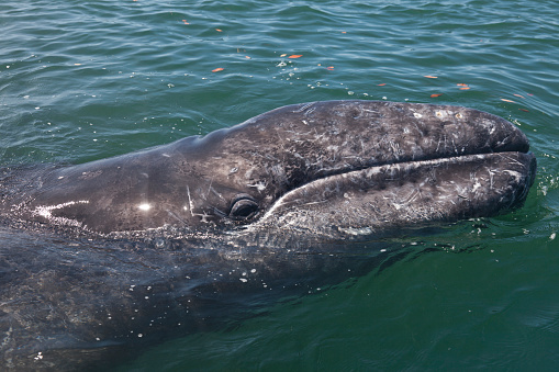 Humpback Whales in the waters of Pacific Islands.