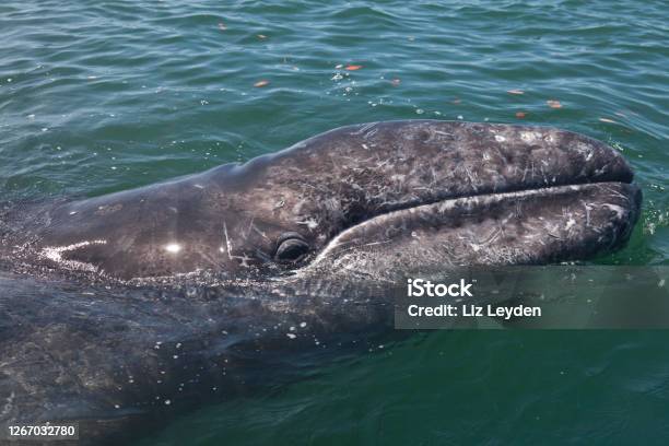 Close Up Of The Head Of A Graygrey Whale Eschrichtius Robustus Stock Photo - Download Image Now