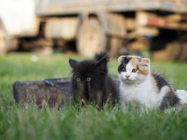 istock Cute cat and kitten in the grass 1267032799