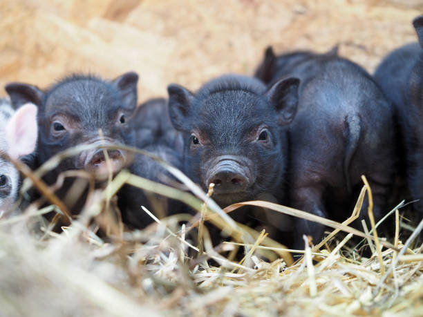 istock Cute piglets in a pile of straw 1267033708