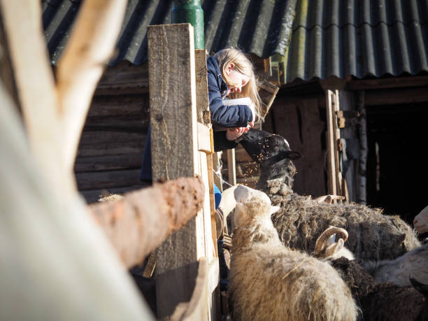 istock A child feeds goats and sheep on a farm 1267033977