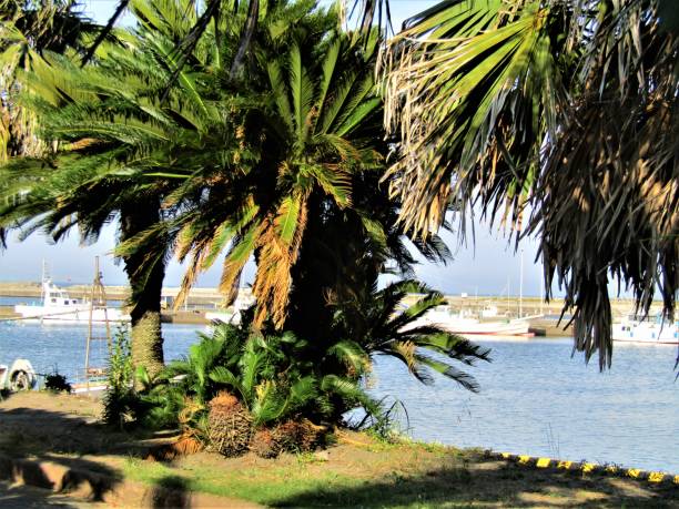 istock Japan. August. Palm trees and ships at small local harbor. 1267036839