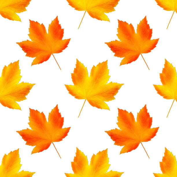 istock Seamless autumn pattern. Fallen leaves on white background, isolated 1267037189
