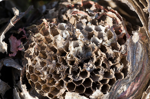 wasp nest made by wasps on a tree in the garden, closeup of a hive of wild wasp insects