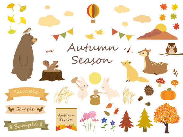 illustrazioni stock, clip art, cartoni animati e icone di tendenza di set naturale autunnale - tree area japanese fall foliage japanese maple autumn