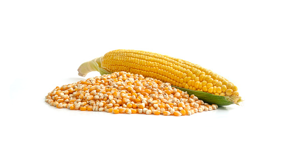 Sweet corn with one separated kernel isolated on white background