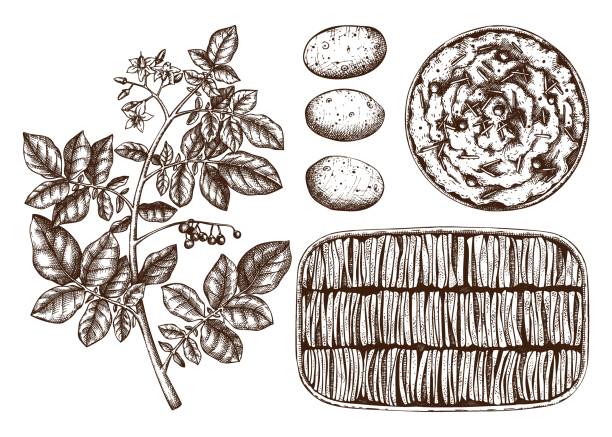 illustrations, cliparts, dessins animés et icônes de ensemble d’illustration de plats de pomme de terre - pomme de terre illustrations