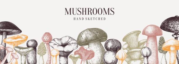 Hand drawn mushrooms banner Vintage mushrooms banner. Edible mushrooms vector background. Hand drawn food drawings. Forest plants sketches. Perfect for recipe, menu, label, icon, packaging,  Botanical template peppery bolete stock illustrations