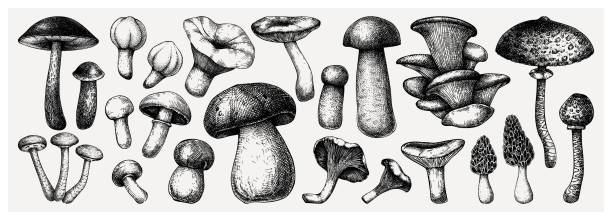 ilustrações, clipart, desenhos animados e ícones de coleção de cogumelos comestíveis - mushroom edible mushroom red botany