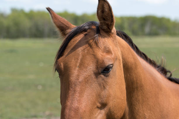 istock A brown horse headshot with blur background 1267042337