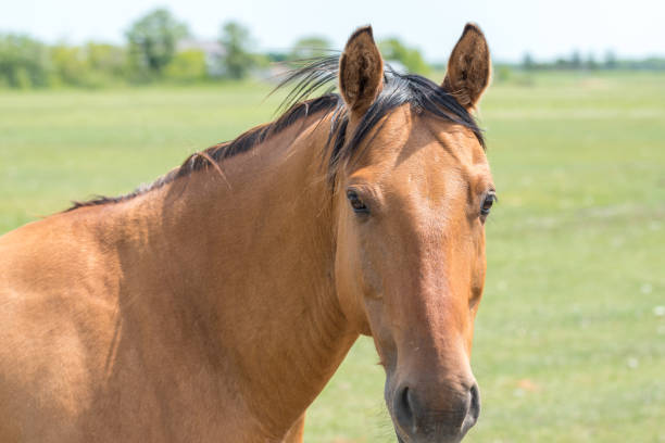 istock A brown horse headshot with blur background 1267042339