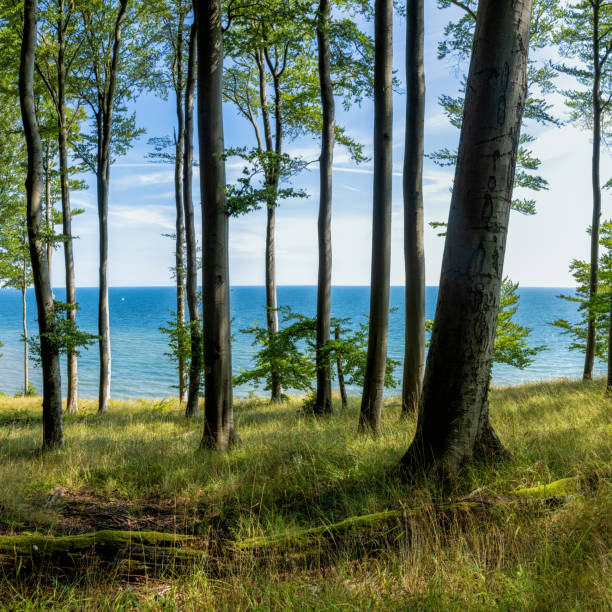 istock view of thick deciduous forest with lush green vegetation and blue ocean behind 1267043149